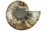 Cut & Polished Ammonite Fossil (Half) - Madagascar #308627-1